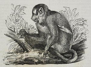 Noční opice douroucoulis (Aotus trivirgatus), litografie Salvatore Puglia z Poliorama Pittoresco, č. 46, 25. června od Salvatore Puglia