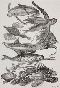 Merieläimet: 1 Dattiloftera, 2 Syngnathus, 3 Pegasus, 4 Trachypterus, 5 Chaetodon, 6 Kanikala, 7 Yksisarvinen (narvala), 8 Lentävää Pteroidia, 9 Attinia od Salvatore Puglia