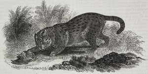 Sumatran kissa, litografia Salvatore Puglia, Poliorama Pittoresco, n:o 47, 1. heinäkuuta od Salvatore Puglia