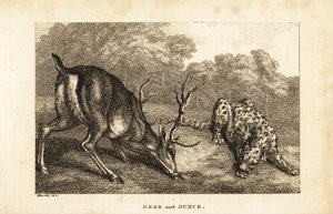 Setkání mezi jelenem Cervus elaphus a sněžným leopardem Panthera uncia