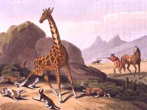 Hunting the Camelopard, vyryl Matthew Dubourg (fl.1785-1820), vydal Edward Orme
