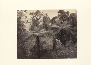 Darjeeling; Skupina stromových kapradin v Lebongu