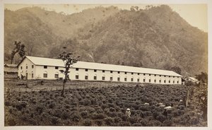 Selim Tea Estate, Darjeeling, nová továrna, nižší divize,  z 