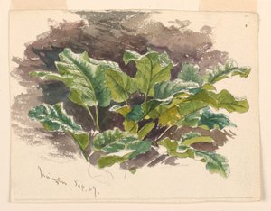 Botanická studie od Samuel Colman