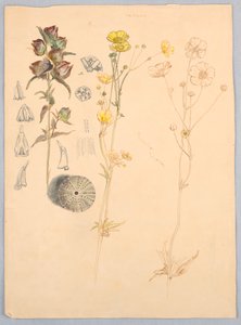 Buttercups, Mt. Desert od Samuel Colman