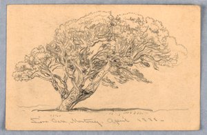 Kresba, studie. Stromy, Santa Barbara, Kalifornie, 1888 od Samuel Colman