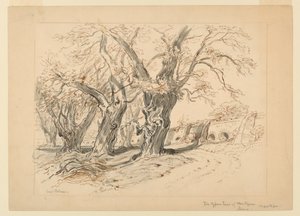 Kresba, studie pro cypřiše z Montezumy, park Chapultepec, Mexiko od Samuel Colman
