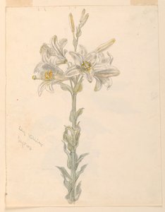 Lily, Stockbridge od Samuel Colman