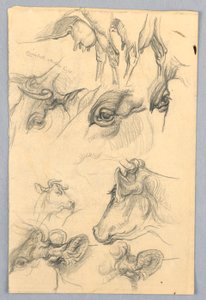 Studie krav od Samuel Colman