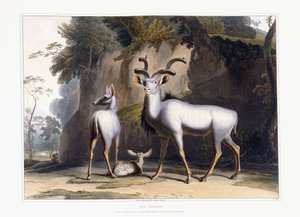 The Koodoo, 1804 od Samuel Daniell