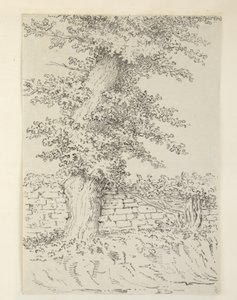 Přidat. MS 15546 Am Elm Tree v Bedminsteru