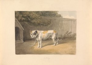 Buldok od Samuel Howitt