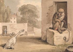 Husa a pavián od Samuel Howitt
