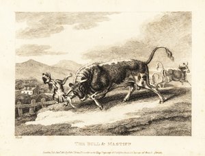 Býk zabije psa k smrti na poli. 1811 (lept) od Samuel Howitt