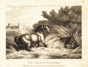 Kůň a divočák stojí proti sobě na pastvině. 1811 (lept) od Samuel Howitt