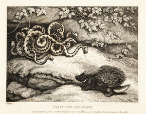 Ostrá brka dikobraza vyhání hnízdo hadů z jeskyně 1811 (lept)