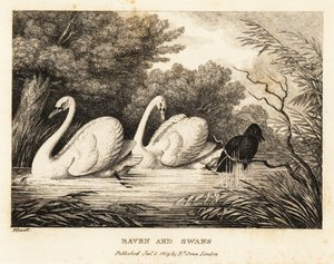 Havran se snaží umýt, aby byl více jako bílé labutě. 1811 (lept) od Samuel Howitt
