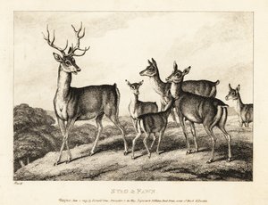 Jelen se srnkami a srnčaty. Jelen a kolouch. 1811 (lept) od Samuel Howitt
