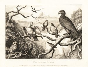 Orel předsedá dvoru ptáků na stromě. 1811 (lept) od Samuel Howitt