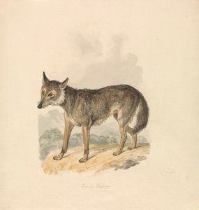 Canis Lupus neboli šedý vlk od Samuel Howitt