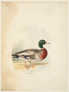 Ankka - Anas boschas (recto), n. 1813-22 (grafiitti, kynä & ruskea muste & akvarelli, grafiitti kudospaperille) od Samuel Howitt