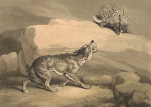 Fox and the Hedgehog (dikobraz) od Samuel Howitt