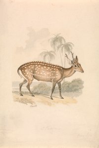 Prase jelen od Samuel Howitt