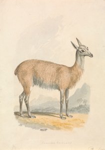 Lama od Samuel Howitt