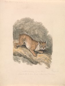 Lynx severoamerický od Samuel Howitt
