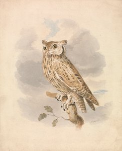 Scops sova od Samuel Howitt