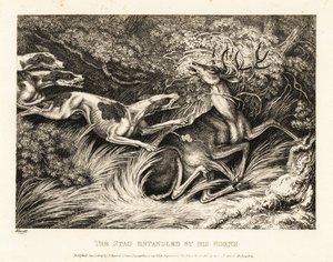 Tři psi útočí na jelena chyceného jeho parohy. 1811 (lept) od Samuel Howitt