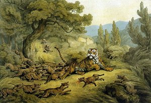 Tygr lovený divokými psy (akvarel na papíře) od Samuel Howitt