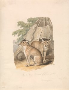 Dva husky od Samuel Howitt