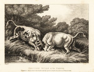 Dva býci zamykání rohů poblíž rybníka plného žab. 1811 (lept) od Samuel Howitt
