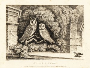 Dvě sovy a vrabec. 1811 (lept) od Samuel Howitt