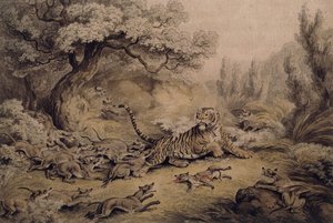 Divocí psi útočí na tygra, od Samuel Howitt
