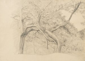 Houština stromů v listí, 1884 (grafit na leštěném papíře)