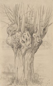 Skvrnitý strom, 1884 (grafit na leštěném papíře)