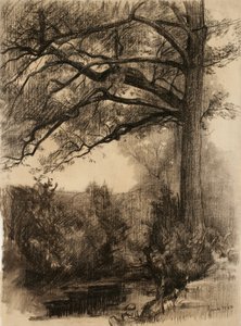 Krajina s velkým stromem, 1884 (uhlí na leštěném papíře)