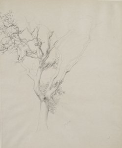 Stromová studie, 1884 (grafit na šedém tkaném papíru)