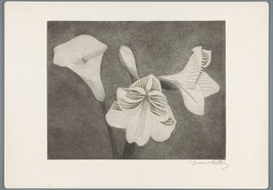 Amarylis a arum od Samuel Jessurun de Mesquita (signed by artist)