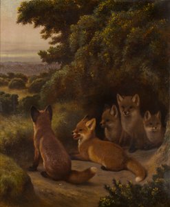 Vrh Fox Cubs, cca 1855-92 (olej na plátně)