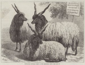 Maďarské horské ovce na Smithfield Show