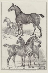 Prize Horses v Agricultural Hall, Islington