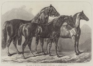 Ocenění koně na výstavě Royal Agricultural Society