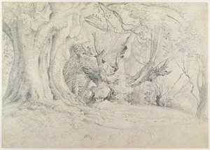 Prastaré stromy, Lullingstonský park, 1828 (grafit na papíře) od Samuel Palmer