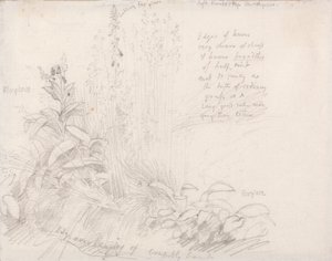 Náprstníky od Samuel Palmer
