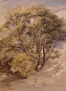Study of a Willow Tree, c.1850 (akvarel na papíře) od Samuel Palmer