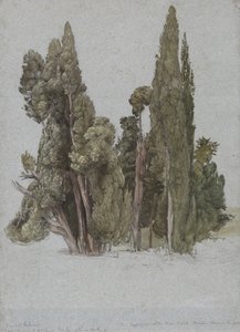 Cypřiše ve Villa d