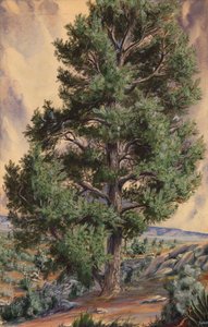 Pine Tree od Sandow